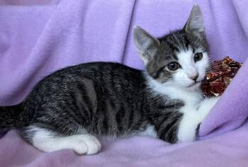 Odie -  Tabby Cat for Adoption in Hood River, Oregon - Odie | PetCurious