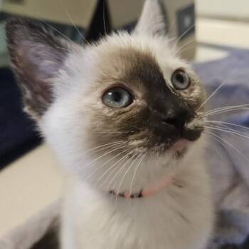 Splendor -  Domestic Short Hair Cat for Adoption in Oakland, California - Splendor | PetCurious