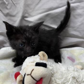 Julius -  Domestic Short Hair Cat for Adoption in Mount Vernon, Indiana - Julius | PetCurious