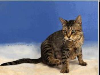 Rosie -  Domestic Short Hair Cat for Adoption in Largo, Florida - Rosie | PetCurious