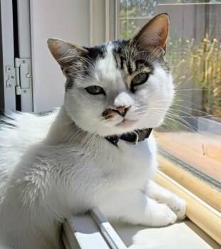 Patchy - Rancho Cucamonga PetSmart -  Domestic Short Hair Cat for Adoption in Yorba Linda, California - Patchy - Rancho Cucamonga PetSmart | PetCurious