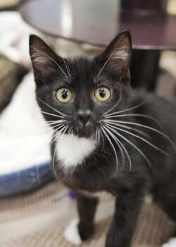 Bergie 64334 -  Domestic Short Hair Cat for Adoption in Aiken, South Carolina - Bergie 64334 | PetCurious