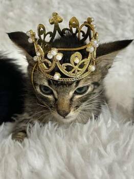 Rescue Domestic Short Hair Cats for Adoption in Liverpool, Texas - Hank | PetCurious