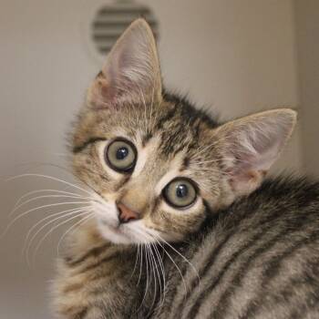 Blueberry -  Domestic Short Hair Cat Available for Adoption in Champaign, Illinois - Blueberry | PetCurious