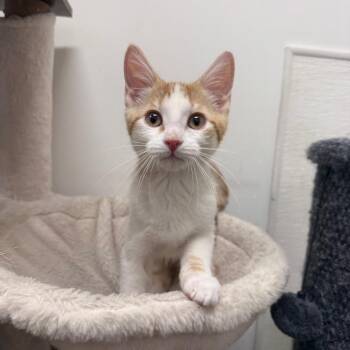 Sunny -  Domestic Short Hair Cat for Adoption in Hemet, California - Sunny | PetCurious