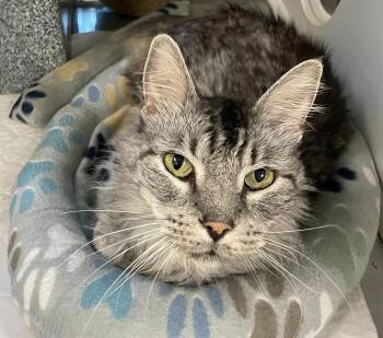 Pawssanova -  Domestic Medium Hair Cat for Adoption in Nashville, Tennessee - Pawssanova | PetCurious