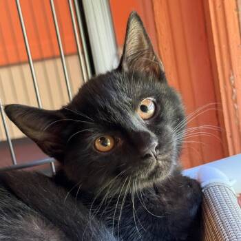 Zhen -  Domestic Short Hair Cat for Adoption in Decatur, Georgia - Zhen | PetCurious