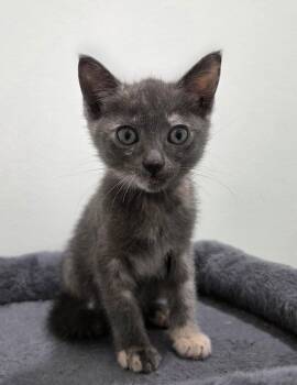 Samantha -  Domestic Short Hair and Tortoiseshell Cat Available for Adoption in Mobile, Alabama - Samantha | PetCurious