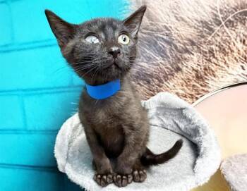 GIZMO -  Domestic Short Hair Cat for Adoption in Fort Lauderdale, Florida - GIZMO | PetCurious