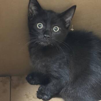 Moogles -  Domestic Short Hair Cat for Adoption in Des Moines, Iowa - Moogles | PetCurious