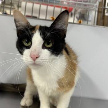 Rescue Domestic Short Hair Cats for Adoption in New York, New York - Cobweb | PetCurious