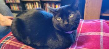 Domestic Short Hair Cats Available for Adoption in Blanchard, Oklahoma - Reece