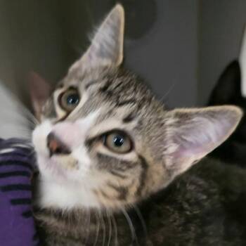 Caterpillar -  Domestic Short Hair Cat for Adoption in Silverdale, Washington - Caterpillar | PetCurious