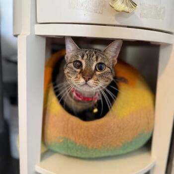 Tabby and Domestic Short Hair Cats Available for Adoption in Friendswood, Texas - June Bug Whiskerpaws | PetCurious