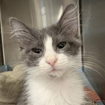 Mrs. Puff -  Domestic Medium Hair Cat for Adoption in Bentonville, Arkansas - Mrs. Puff | PetCurious