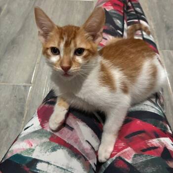 Meowstard -  Domestic Short Hair Cat for Adoption in Bulverde, Texas - Meowstard | PetCurious