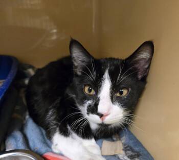 Domestic Short Hair Cats Available for Adoption - Ezra Bean | PetCurious