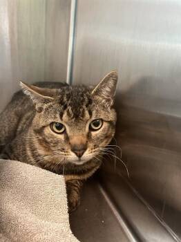 Domestic Short Hair Cats Available for Adoption in Barnstable, Massachusetts - SAILBOAT | PetCurious