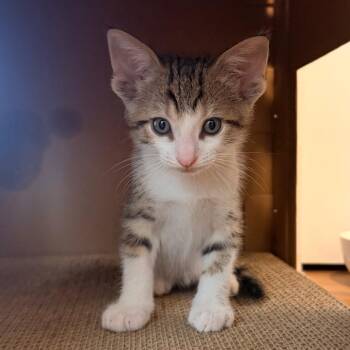 Molten Lava Cake 11 -  Domestic Short Hair Cat for Adoption in Austin, Texas - Molten Lava Cake 11 | PetCurious