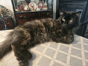 Rescue Calico Cats for Adoption in Richmond, Virginia - Sebastian | PetCurious