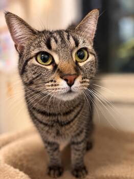 Sweetie -  Domestic Short Hair Cat for Adoption - Sweetie | PetCurious