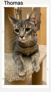 Domestic Short Hair Cats Available for Adoption - Thomas | PetCurious