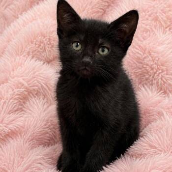 Domestic Short Hair Cats Available for Adoption in Glendora, California - Jasmines Cute Boy  | PetCurious