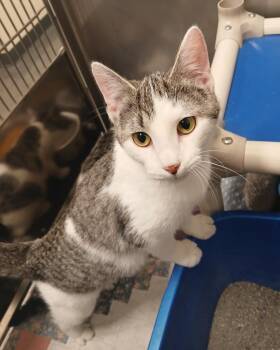 Domestic Short Hair Cats Available for Adoption in Ladysmith, Wisconsin - Petal | PetCurious