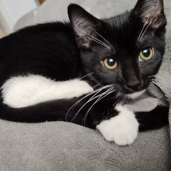Bamf -  Domestic Short Hair Cat for Adoption in Durham, North Carolina - Bamf | PetCurious