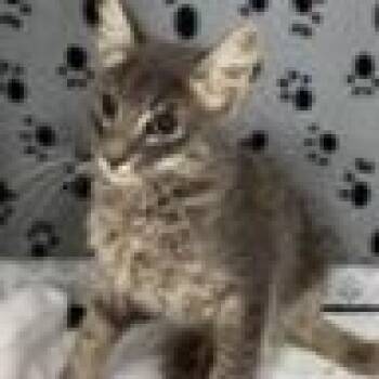 Sheba -  Domestic Short Hair Cat for Adoption in Tampa, Florida - Sheba | PetCurious