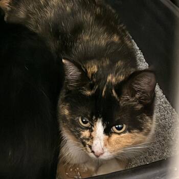 Domestic Short Hair Cats Available for Adoption - Catalina | PetCurious