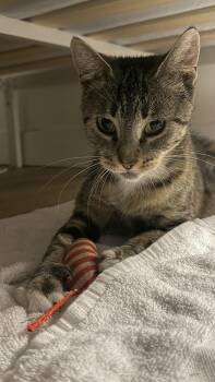 Lynette -  Domestic Short Hair Cat for Adoption in Ferndale, Michigan - Lynette | PetCurious