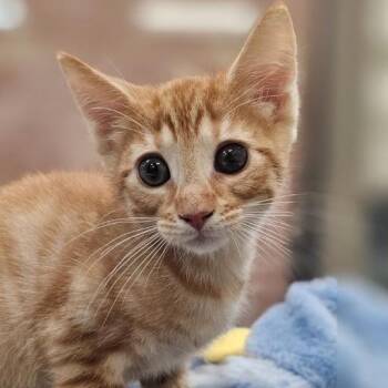 Vermithor -  Domestic Short Hair Cat for Adoption in Lynchburg, Virginia - Vermithor | PetCurious