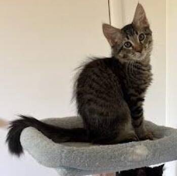 Hamburger -  Tabby and Domestic Long Hair Cat for Adoption in Sacramento, California - Hamburger | PetCurious