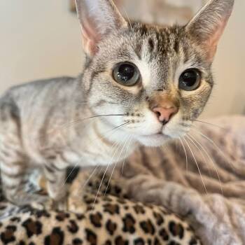 Siamese Cats Available for Adoption in Oakwood, Georgia - PINKY - GORGEOUS LYNX POINT SIAMESE GIRL! | PetCurious