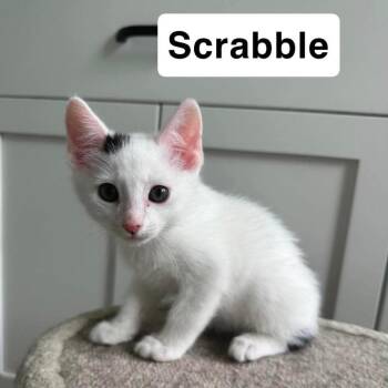 Domestic Short Hair Cats Available for Adoption in Nampa, Idaho - Scrabble | PetCurious