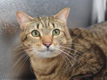 Ross -  Domestic Short Hair Cat for Adoption in Portland, Oregon - Ross | PetCurious