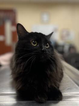 Domestic Long Hair Cats Available for Adoption - ORANGE BLOSSOM | PetCurious