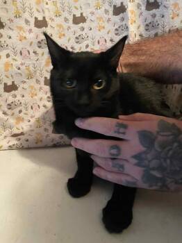 Rescue Domestic Short Hair Cats for Adoption in Center Point, Texas - Voodoo | PetCurious