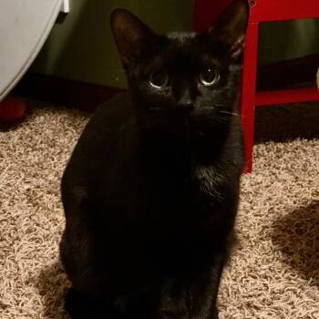 Domestic Short Hair Cats Available for Adoption in Saint Paul, Minnesota - River | PetCurious