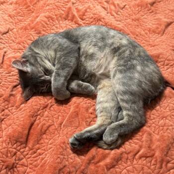 Momma Star -  Domestic Short Hair Cat for Adoption in Crowley, Texas - Momma Star | PetCurious