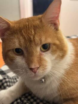 Rescue Domestic Short Hair Cats for Adoption in Bridgeport, Connecticut - Jameson | PetCurious