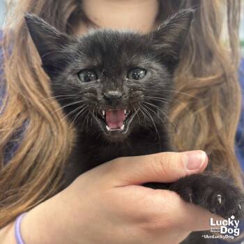 Domestic Short Hair Cats Available for Adoption in Washington, District Of Columbia - Irby | PetCurious