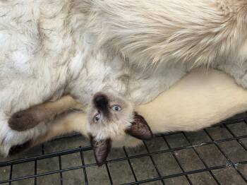 Sabrina -  Siamese Cat for Adoption in Charlotte, North Carolina - Sabrina | PetCurious