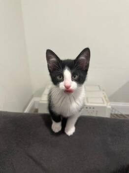Lemon Poppy Seed -  Domestic Short Hair Cat for Adoption in Cincinnati, Ohio - Lemon Poppy Seed | PetCurious