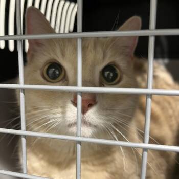 Gordo -  Domestic Short Hair Cat for Adoption in Tampa, Florida - Gordo | PetCurious