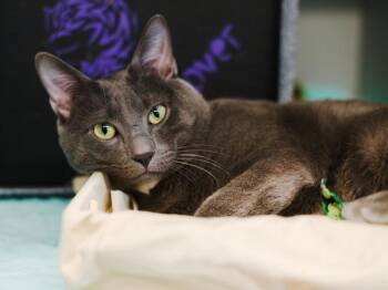 Dr. Tom-Ato -  Domestic Short Hair Cat for Adoption - Dr. Tom-Ato | PetCurious