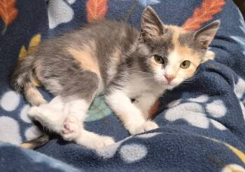Domestic Short Hair Cats Available for Adoption in Tomah, Wisconsin - April | PetCurious