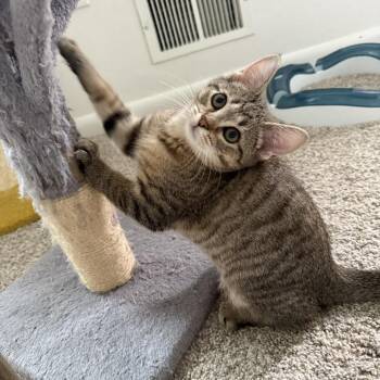 Tagalong -  Domestic Short Hair Cat Available for Adoption in Pittsburgh, Pennsylvania - Tagalong | PetCurious