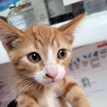Tigger -  Domestic Short Hair Cat for Adoption in Belfair, Washington - Tigger | PetCurious